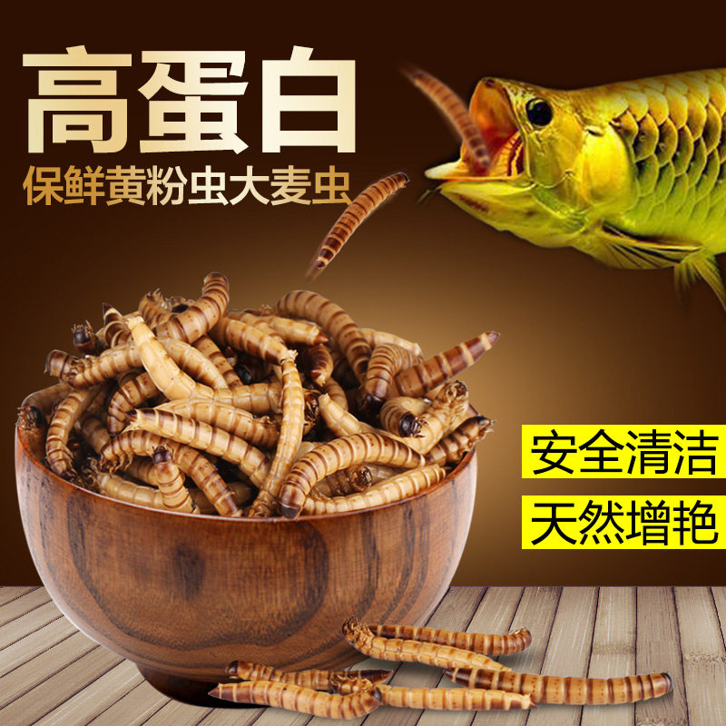 速发龙鱼银龙汉财料血鹦鹉鱼食大麦虫热带鱼发饲鱼鱼粮罗鱼鱼
