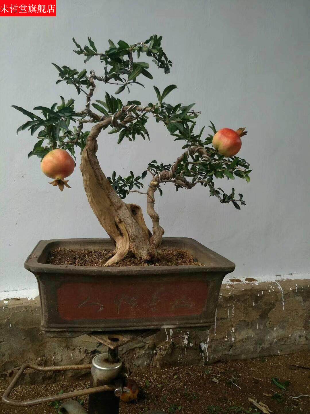 速发紫玉石榴老景栽提根石榴石盆景微榴型石榴盆树小盆桩桩矮霸盆