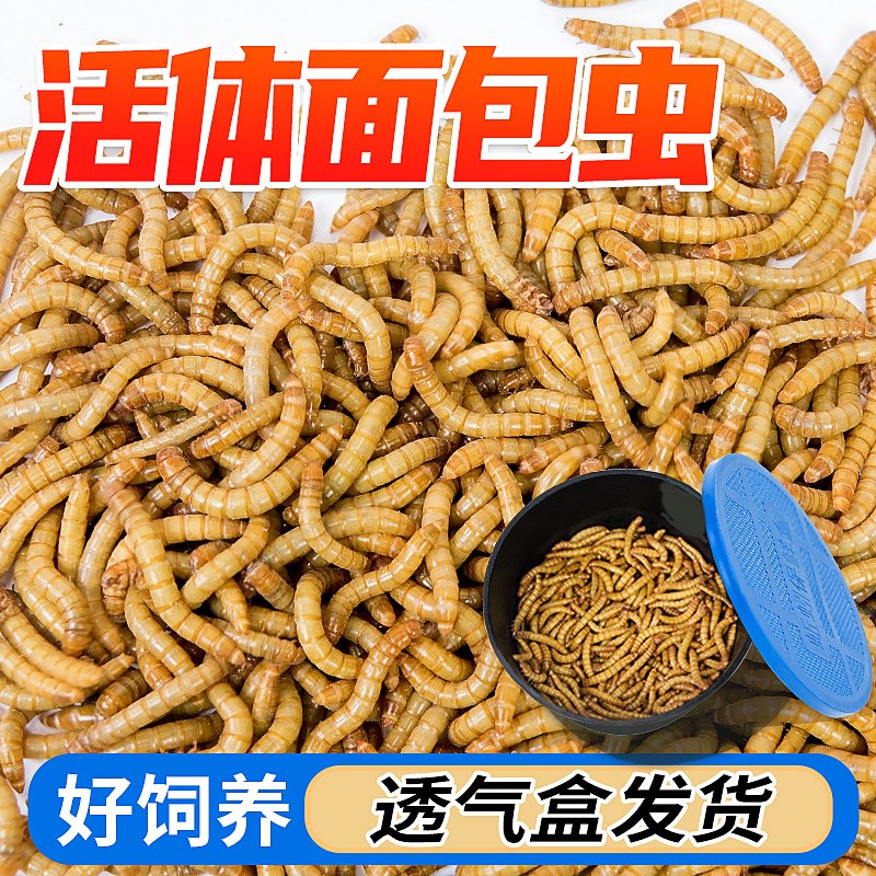 速发面包虫活虫鲜活大麦壁粉玉米螳子角蛙粮守宫蜥蜴虫螂黄虎蜘蛛