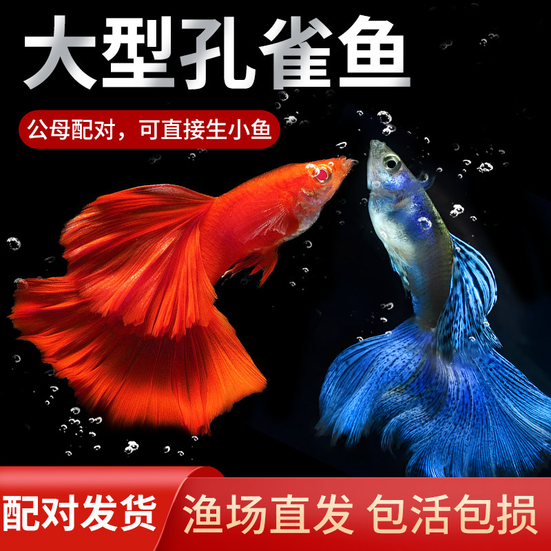 速发孔雀鱼鱼苗观赏鱼纯鱼热带小小鱼淡水好养耐活精品型种凤尾鱼