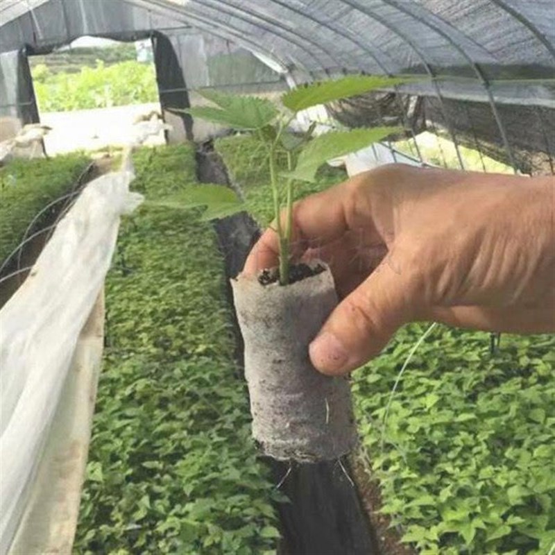 速发水稻育秧布农用无纺布花草树育苗抗老化土工布薄膜地膜透气懒