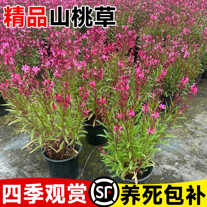 速发山桃草千鸟花盆耐绿苗紫叶四季好养栽寒耐热室内外庭院花卉花