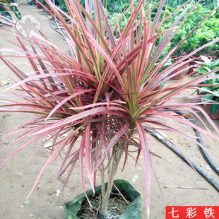 速发红边竹铁三色龙血树剑叶植铁树三色铁彩蕉桌面盆栽绿龙包邮