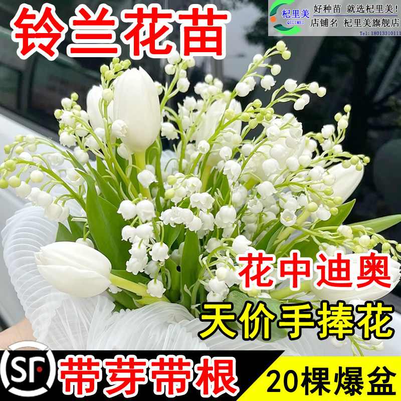 速发铃带花苗带芽兰根盆栽植物种球籽耐开室内外花卉绿植四季寒花