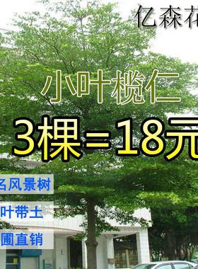 小叶榄仁树苗 雨伞树 细叶榄仁苗 非洲榄仁 绿化庭院遮荫盆栽地栽