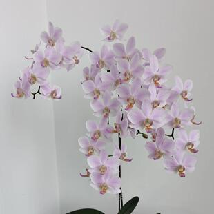 控水发货基地直发包对版 残雪蝴蝶兰苗 包邮 一颗 21.8元