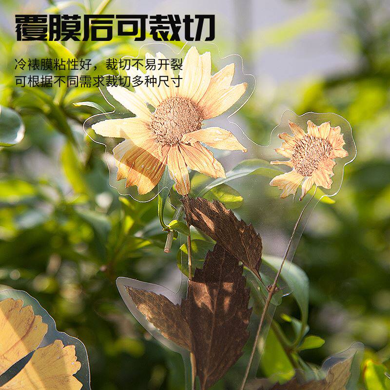 现货速发。手账冷裱膜自粘高光哑光相片塑封膜护贝膜塑封A4自封膜