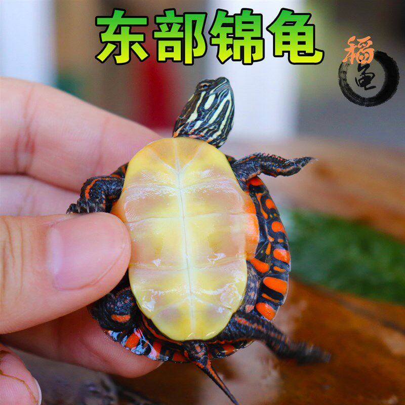 现货速发东锦东部锦龟苗深水龟小乌龟红纹西锦南锦龟观赏外塘火焰