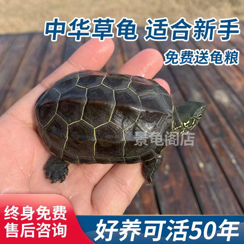 现货速发乌龟金线草龟中华草龟冷水外塘大小龟苗活物体龟招财龟长
