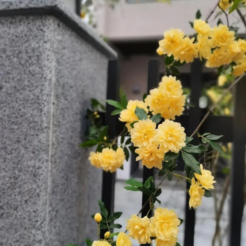 现货速发黄木香花棒棒糖盆栽老桩多头群开四季台庭院浓香室内花卉