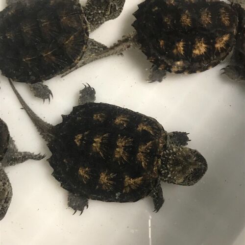 现货速发鳄龟     纯佛鳄龟