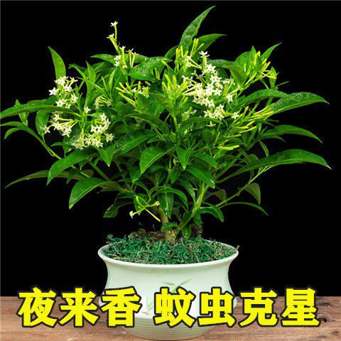现货速发夜来香花夜来香盆栽花卉植物室内驱蚊花苗浓香夜来香四季