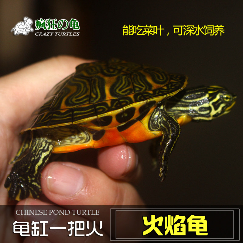 现货速发 红腹火焰龟 乌龟 黄腹火焰深水龟龟吃菜龟