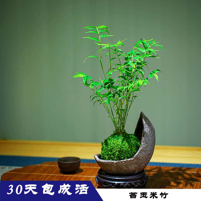 现货速发米竹盆栽室内小型凤尾竹迷你盆景好养竹子绿植观叶客厅植