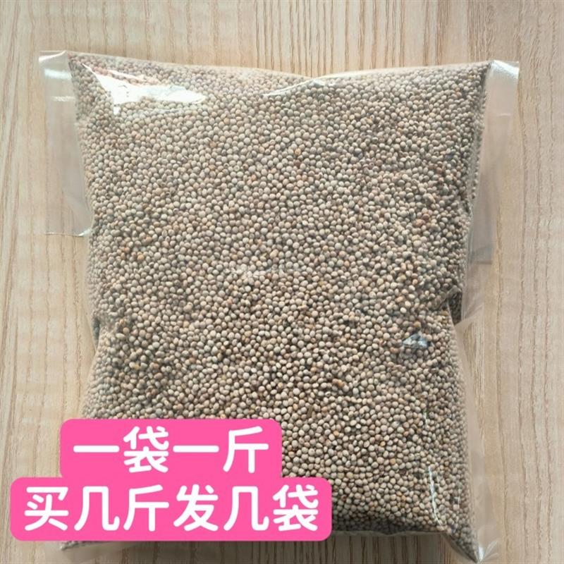 现货速发2022年新白苏子鸟食鸟粮大颗粒软壳苏籽鹦鹉玉鸟芙蓉鸟金
