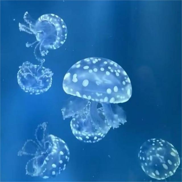 巴布亚硝水母活物梦幻彩色水母