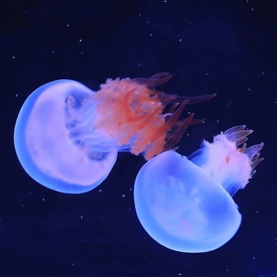 无毒好养小水母活物小宠物