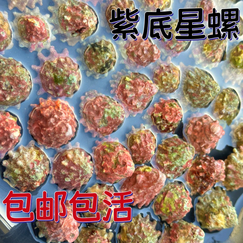 紫底星螺海水螺海缸除藻凈化