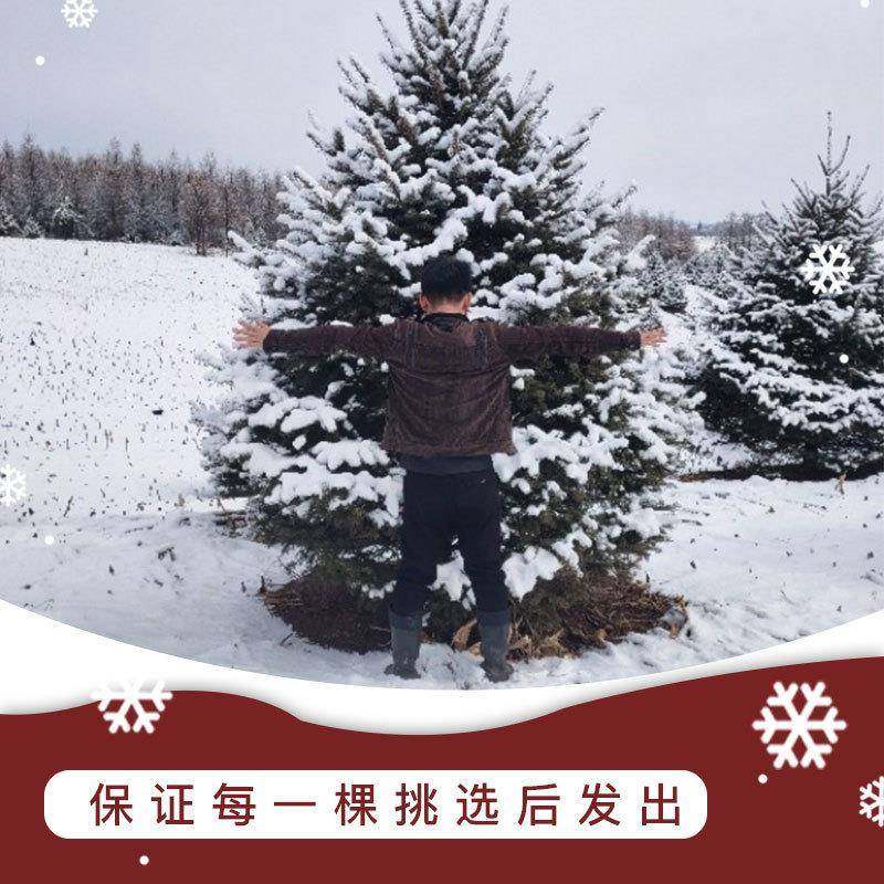 真的圣诞树栽松盆树圣诞6PfG4m7t节诺贝树真活云杉盆挪威绿植栽的