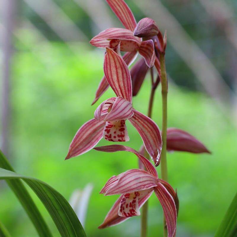 兰欣园凤姐 建兰满堂红 兰花苗室内盆栽好养易来花客厅花卉绿植物