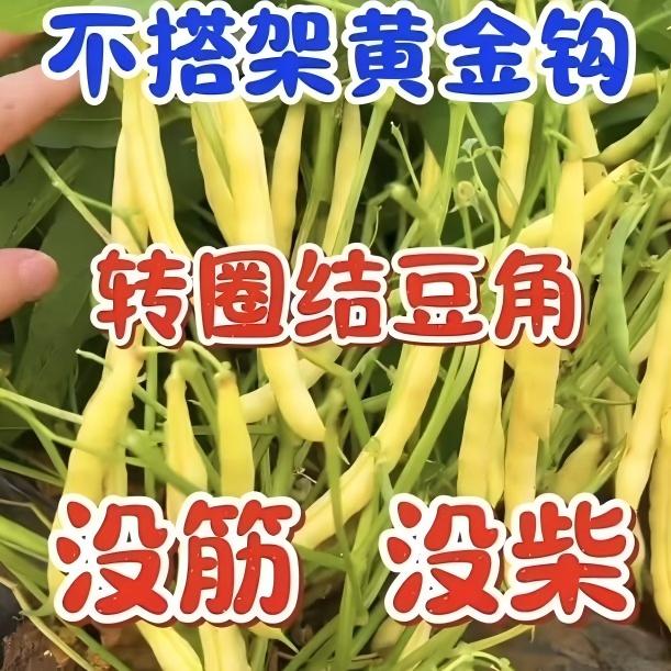 不搭架矮生黄金钩豆角籽不爬蔓春秋两季种植早熟40多天鼓豆面豆角