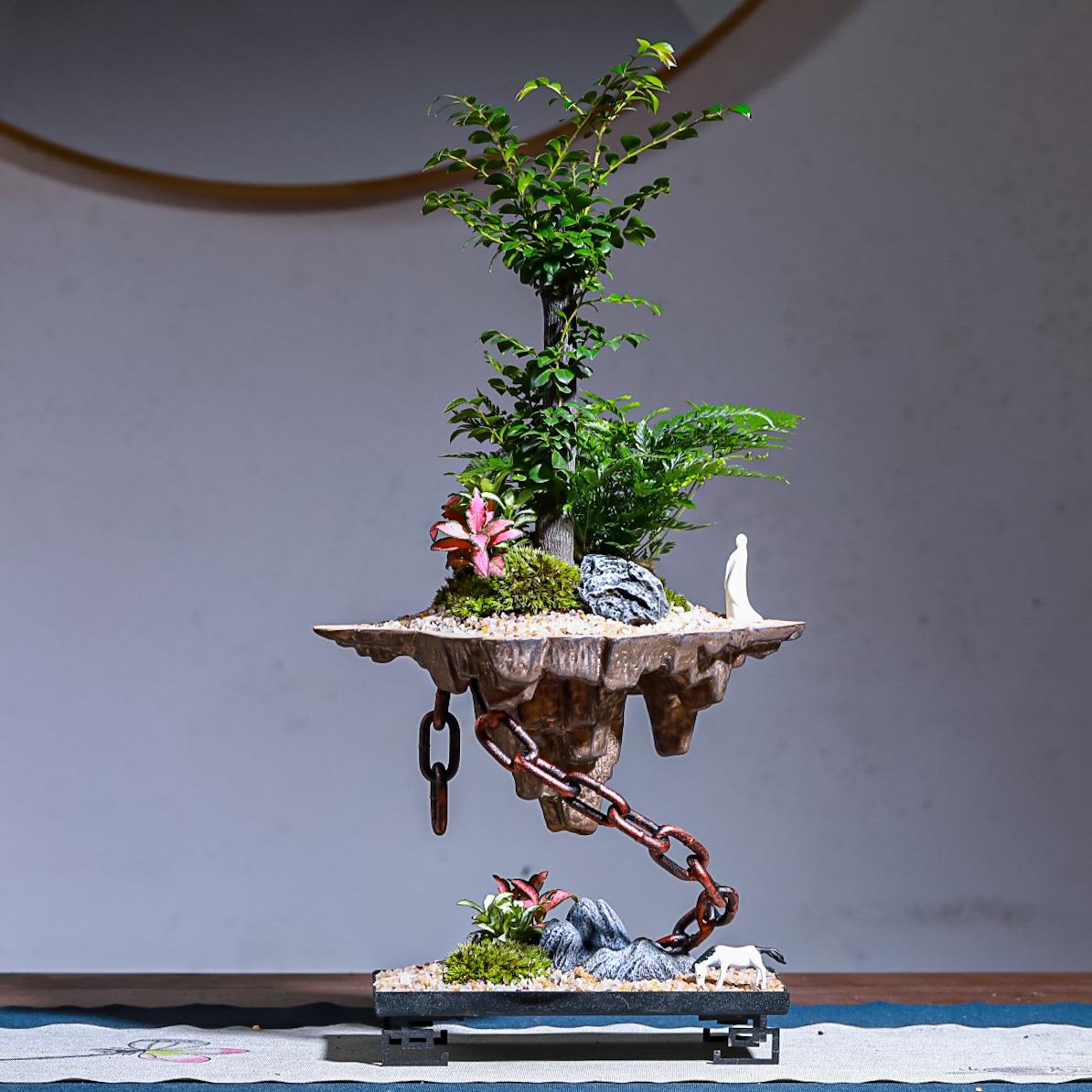 悬浮款天空之城小叶紫檀黑骨茶盆景室内常绿植物名贵花卉好养盆栽