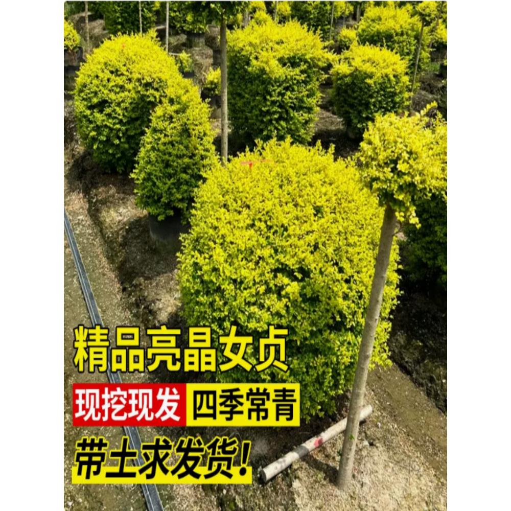 亮晶女贞棒棒糖川金滇蜡树苗小叶柠檬之光冬青先令球庭院花镜植物