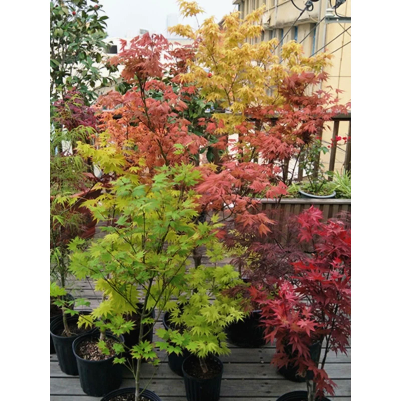 马洋亭下枫树盆栽 红枫树苗庭院主树花园植物槭树鸡爪槭阳台盆景