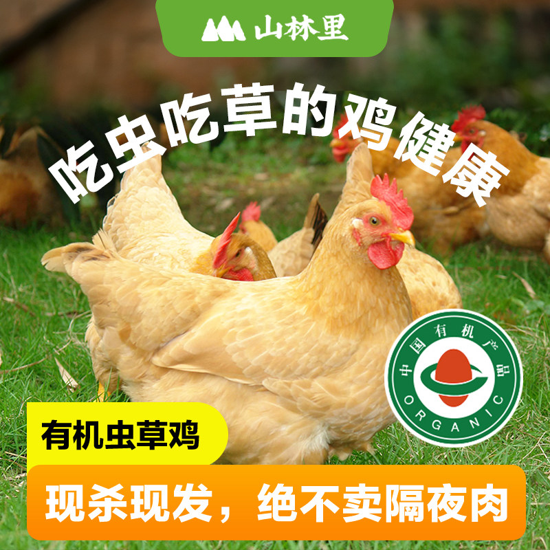 山林里现杀有机虫草鸡 有机土鸡 散养走地鸡老母鸡鸡整只新鲜鸡肉