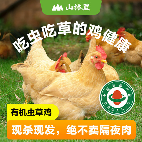 山林里现杀有机虫草鸡 有机土鸡 散养走地鸡老母鸡鸡整只新鲜鸡肉