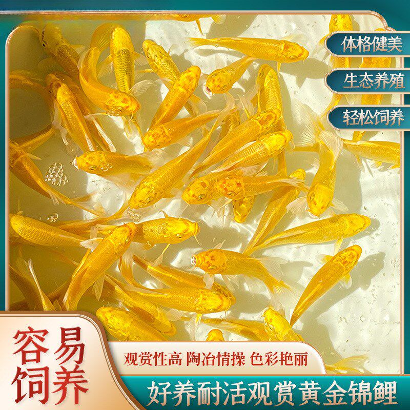 现货速发观赏鱼冷水鱼红白锦鲤耐活好养饲料鱼活鱼净水剂两瓶