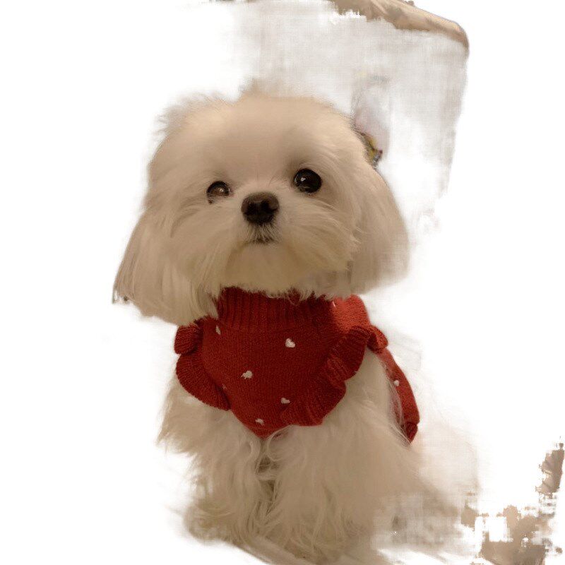 现货速发衣服春秋款泰迪比熊博美毛衣小狗猫咪幼犬小型犬