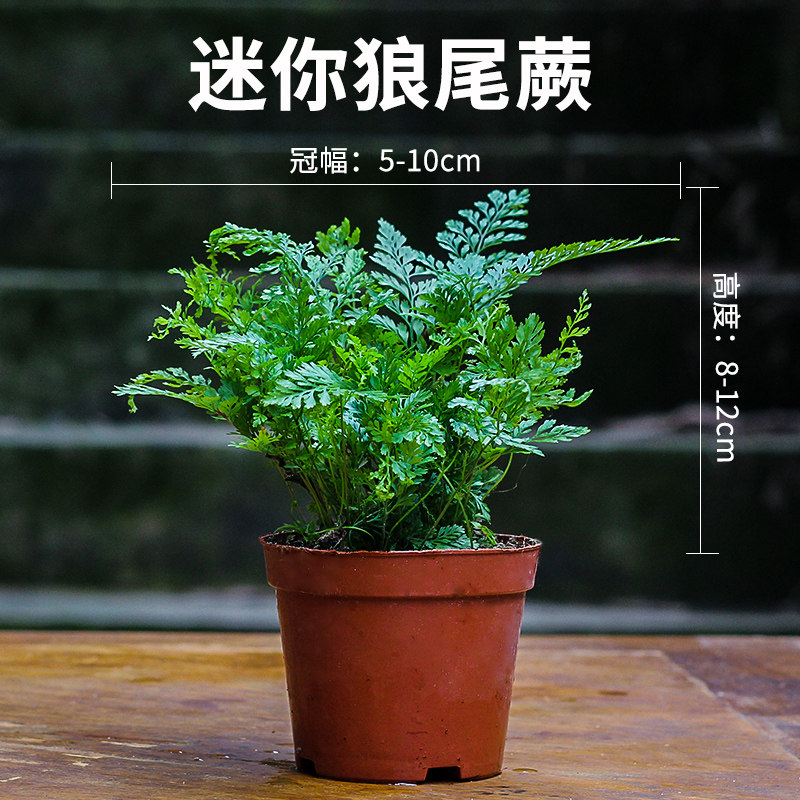 现货速发水陆缸造景植物短绒苔藓蕨类木本盆景绿植室内雨林生态缸