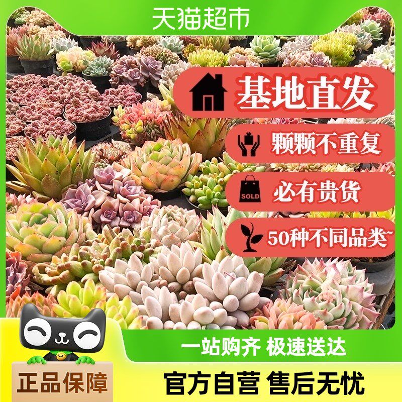 现货速发多肉植物新手套餐含盆带土大颗好养易活办公室台组合