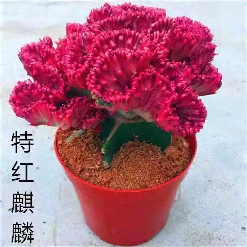 现货速发玉麒麟盆栽 室内客厅耐旱植物花卉多肉 红麒麟办公室桌面