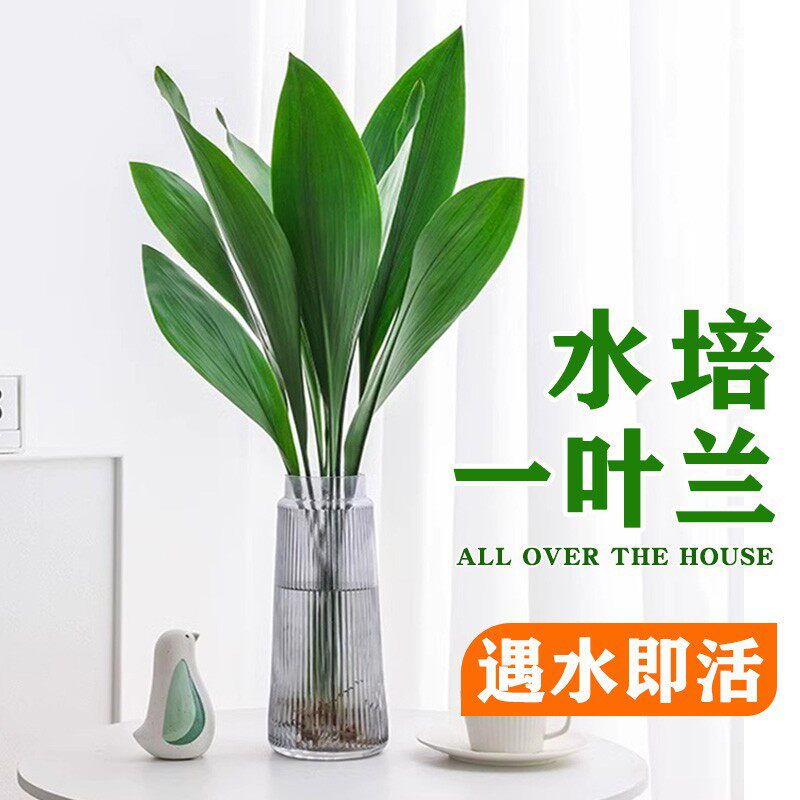 现货速发绿植一叶兰室内水培植物净化空气四季常青懒人好养活客厅