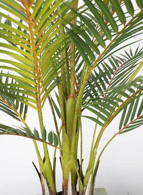 仿真色散尾葵装双ITJ饰植天竺葵盆栽室内家居仿真绿尾散葵