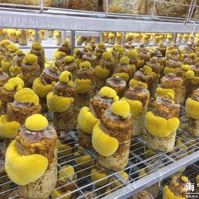 速发桑黄菌种菌包菌棒家庭室内阳台四季种植植物盆栽盆景大棚栽培