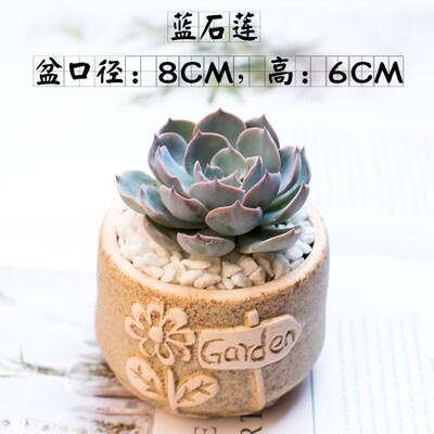 速发多肉植物小盆栽带盆桌面小绿植好养室内肉肉大颗花卉仙人球仙