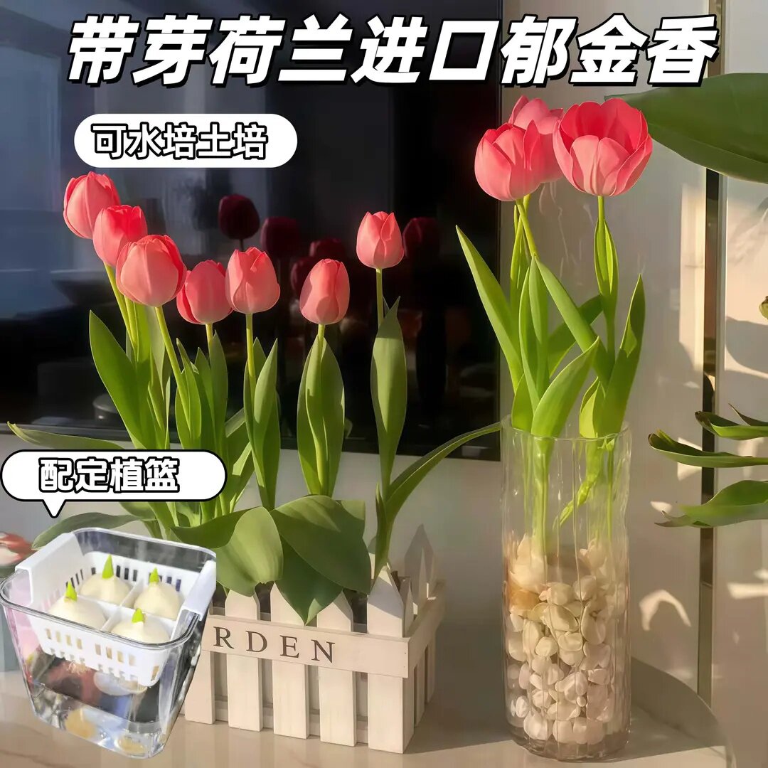 水培郁金香种球耐寒五度球荷兰进口土培水培盆栽种子水培植物阳台