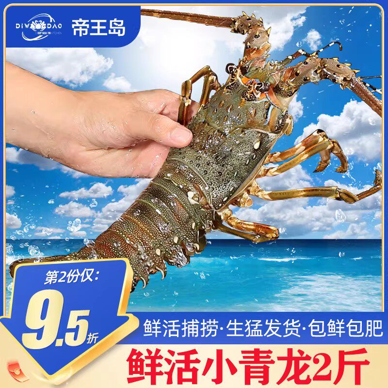 小青龙鲜活青龙大龙虾波士顿龙虾澳洲大龙虾冰鲜特大花龙10只商用