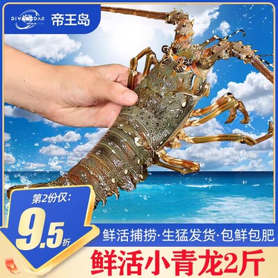 小青龙鲜活青龙大龙虾波士顿龙虾澳洲大龙虾冰鲜特大花龙10只商用