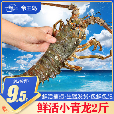 小青龙鲜活青龙大龙虾波士顿龙虾澳洲大龙虾冰鲜特大花龙10只商用