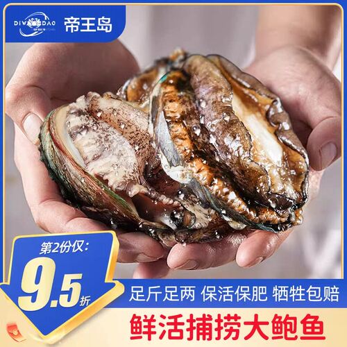 保活新鲜活鲍鱼超大鲍鱼海鲜水产加热即食可批发商用小干鲍捞汁