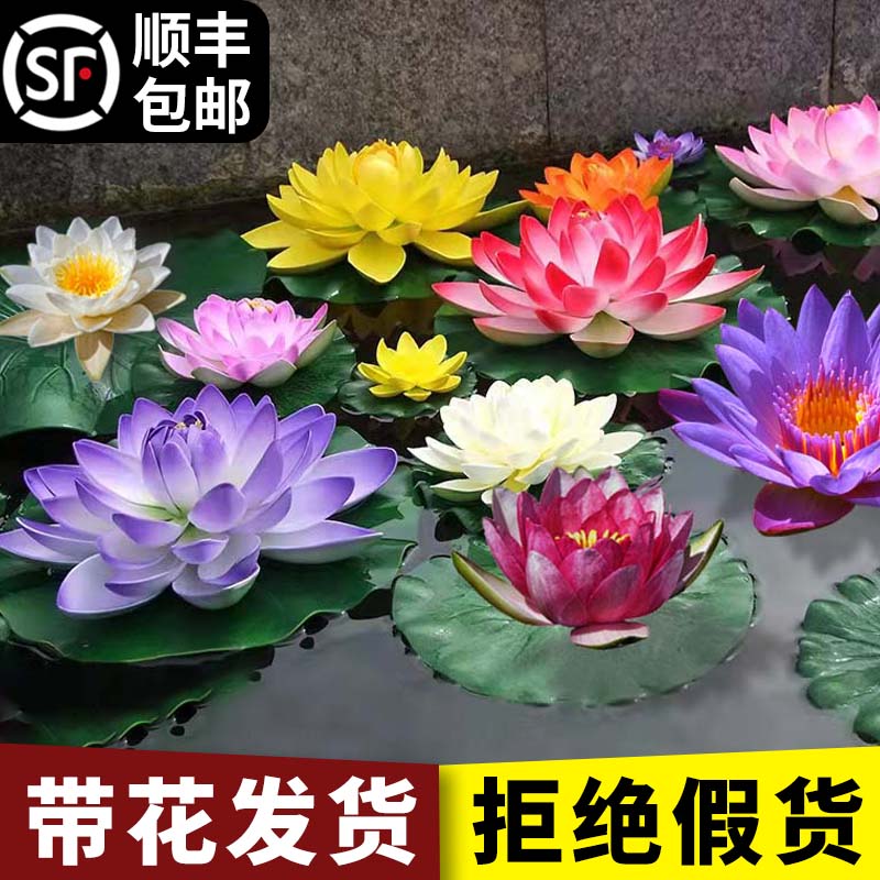 睡莲水培植物四季带花水池塘莲花根块水养花卉盆栽碗莲花根茎带芽