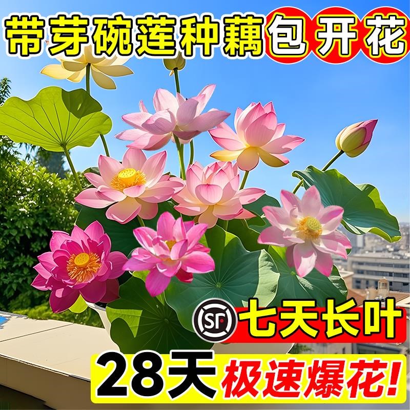 速发四季花卉重瓣大型荷花种藕池塘睡莲植生水栽碗莲花苗水培盆物