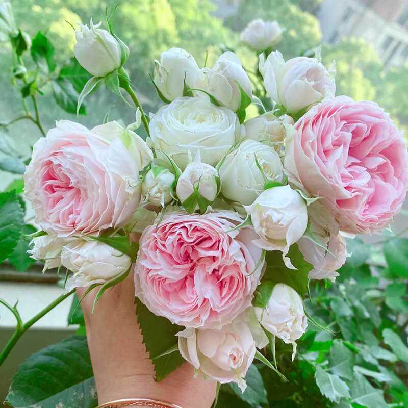 绒球门廊月季花四季浓香灌木大花苗阳台盆栽庭院地栽切花玫瑰欧月