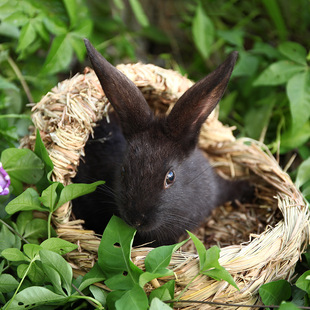 爆款异宠兔子草窝 造景仓鼠窝松鼠荷兰猪龙猫豚鼠刺猬拖鞋躲避屋