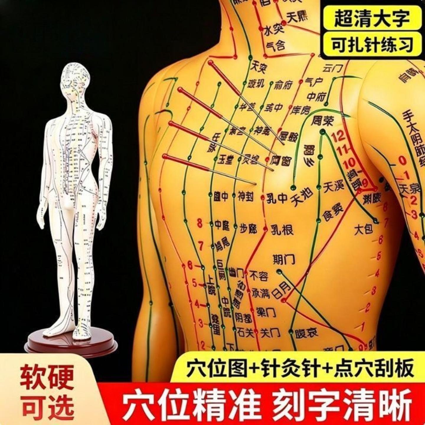 穴位人形模型针灸经络模特图全身