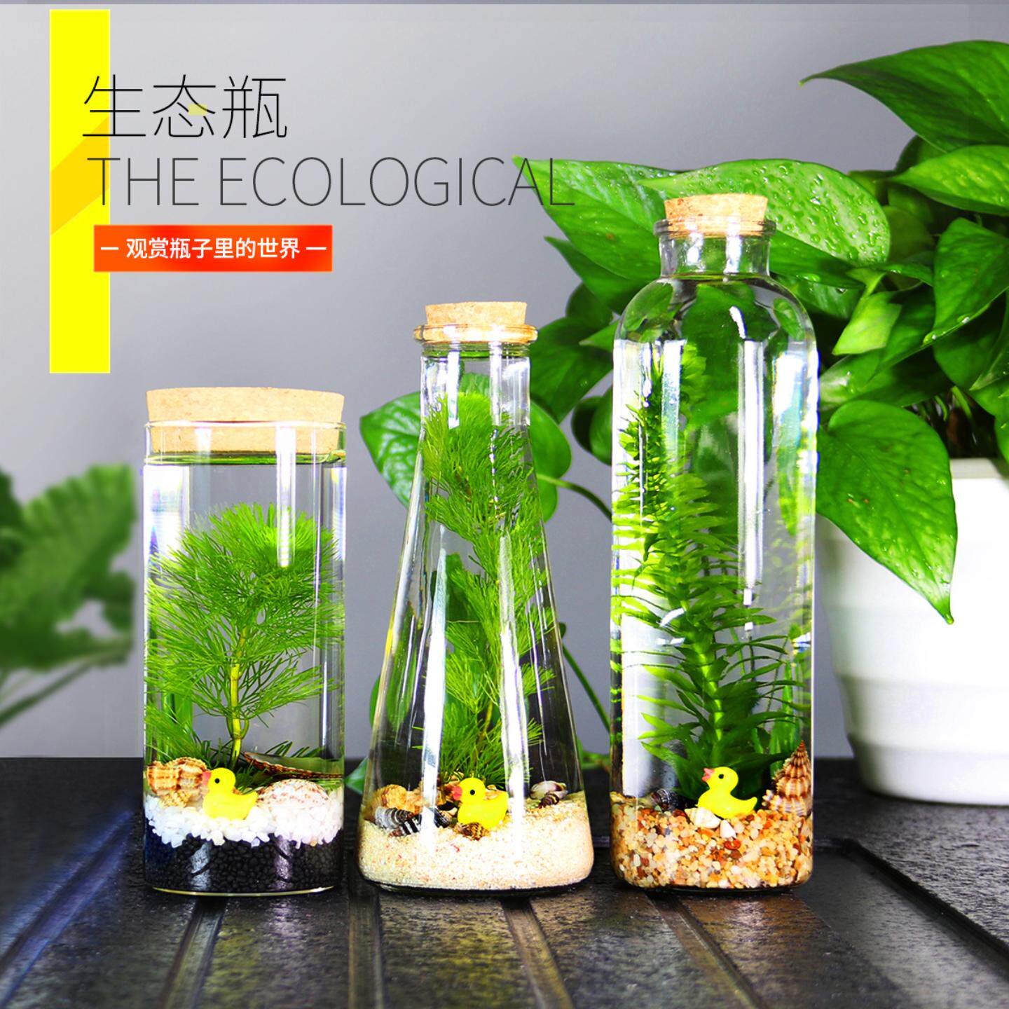 自循环生态瓶斗鱼活体微景观摆件